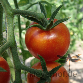 Rote schöne Tomatenfrucht