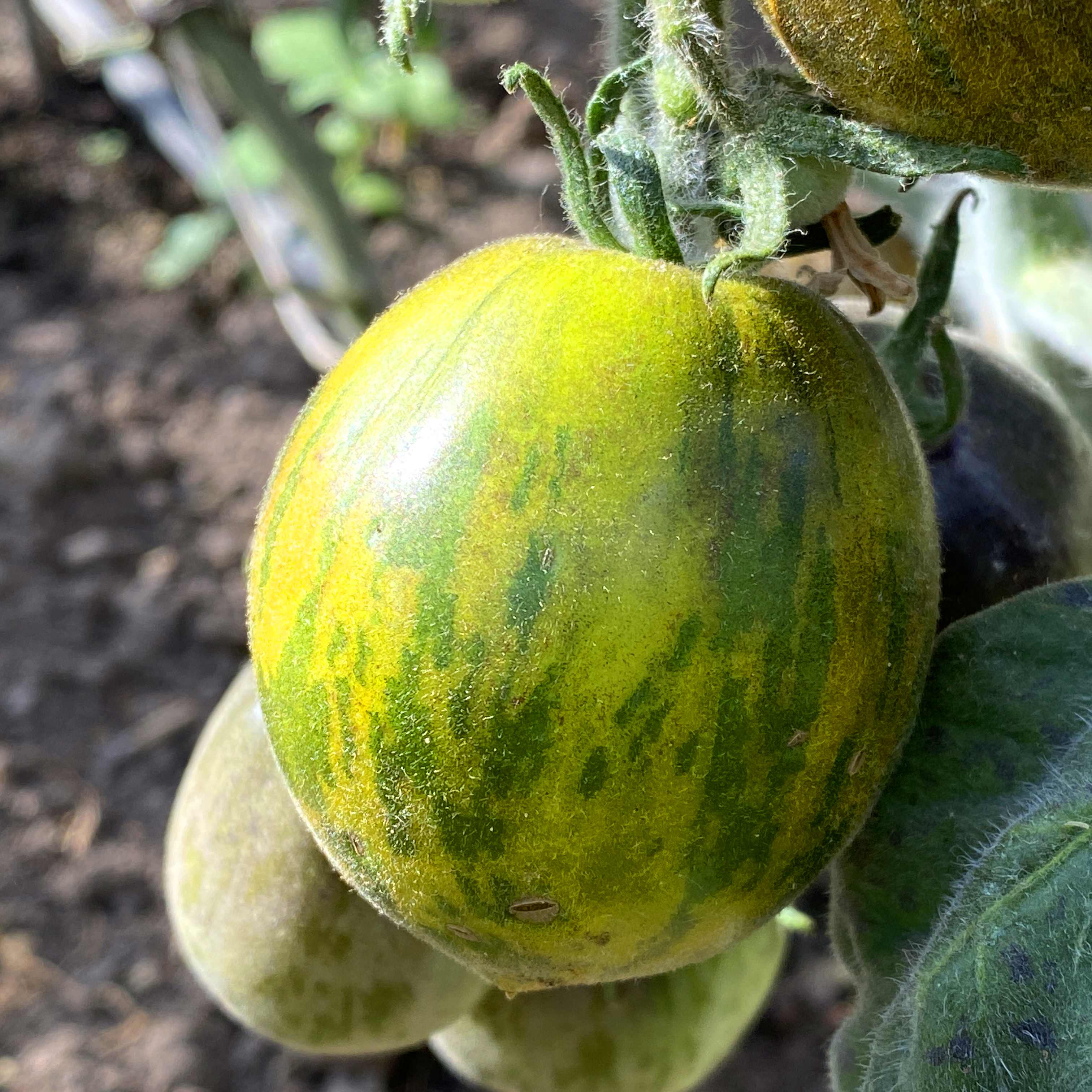 Tomatensaatgut Woolly Green Zebra