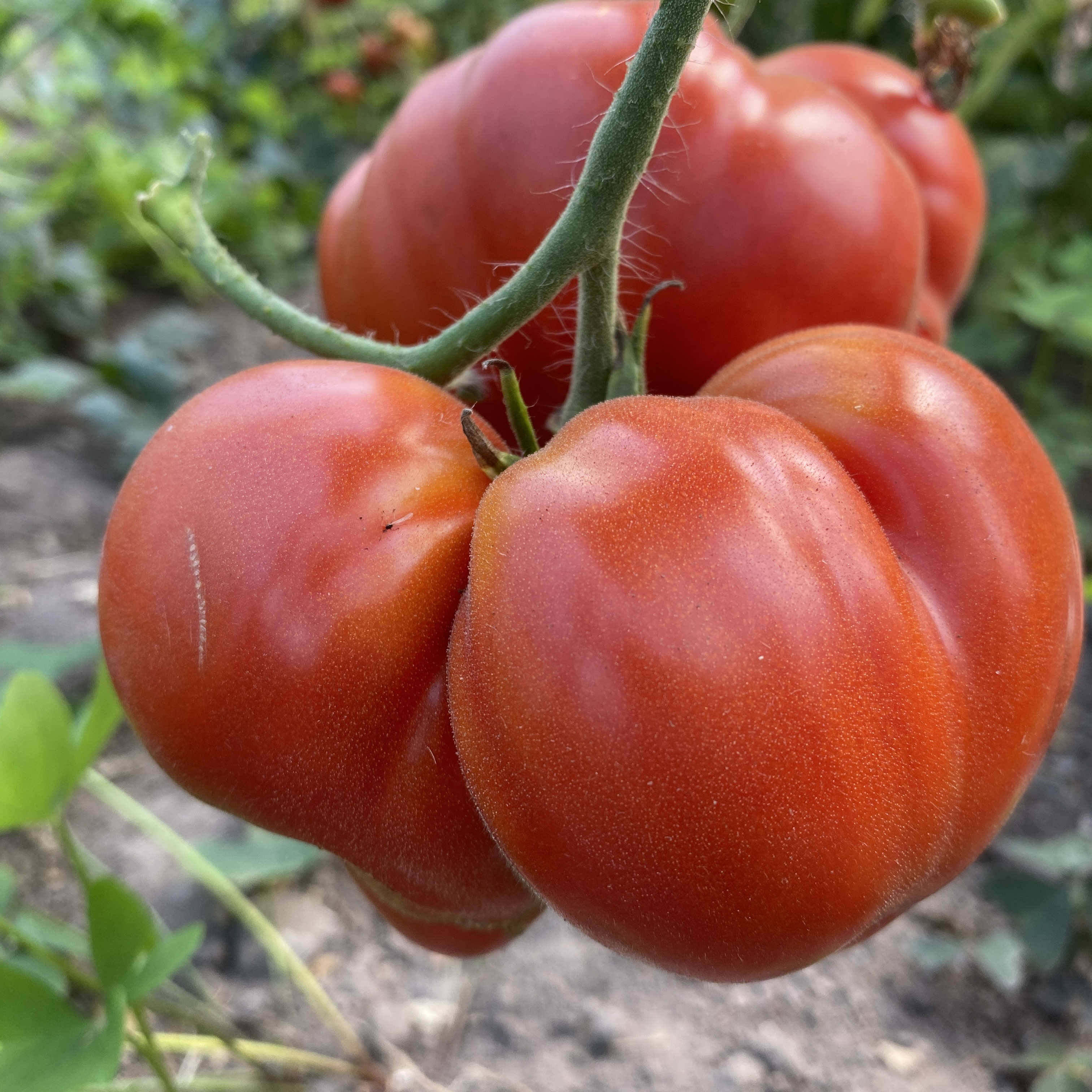 Tomatensaatgut Connie's Cain
