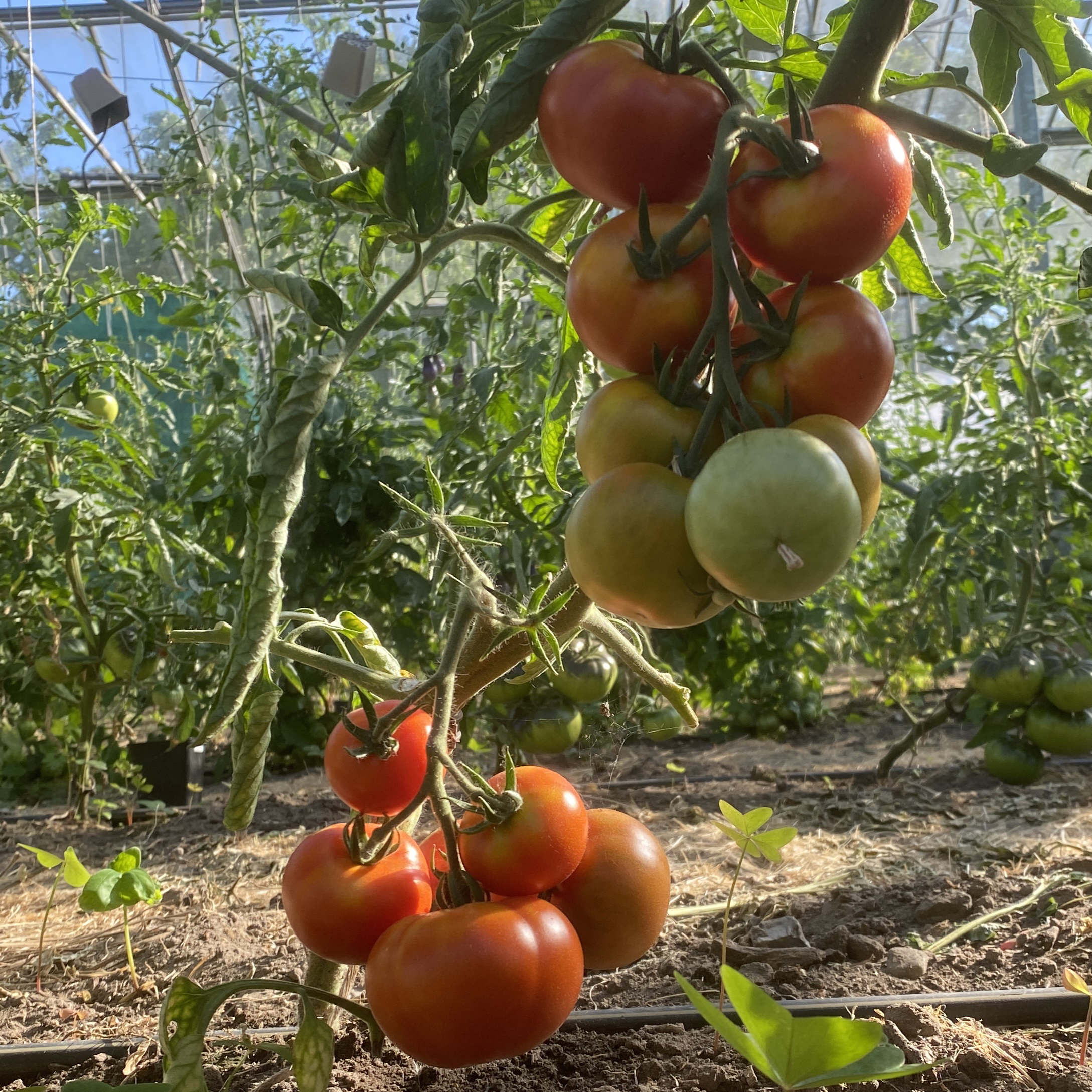 Tomatensaatgut Razzleberry