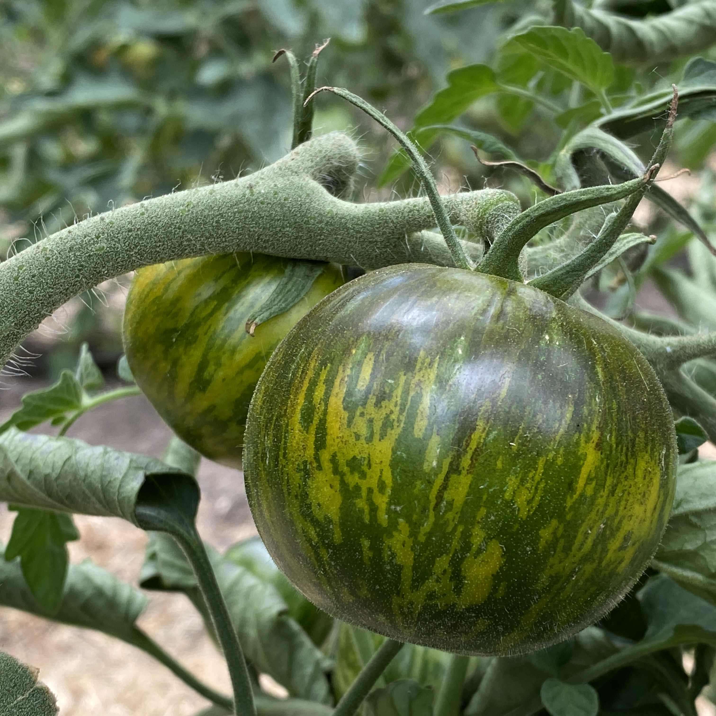 Tomatensaatgut Musk Zebra