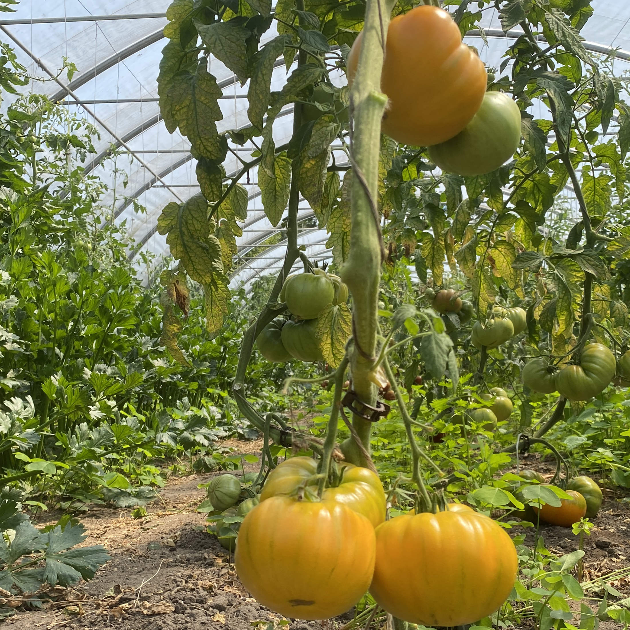 Tomatensaatgut Mary Reinolds