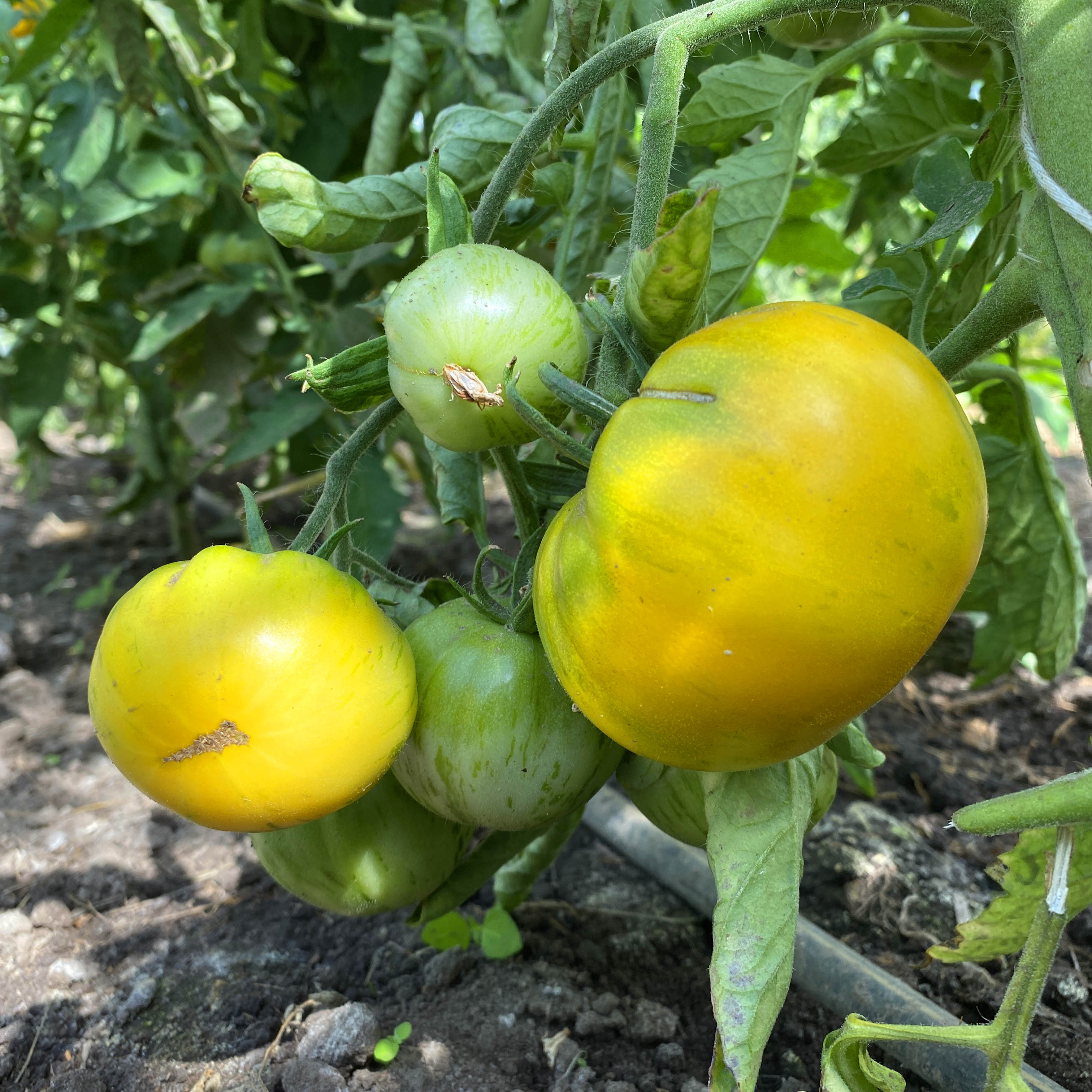 Tomatensaatgut Yellow Zebra