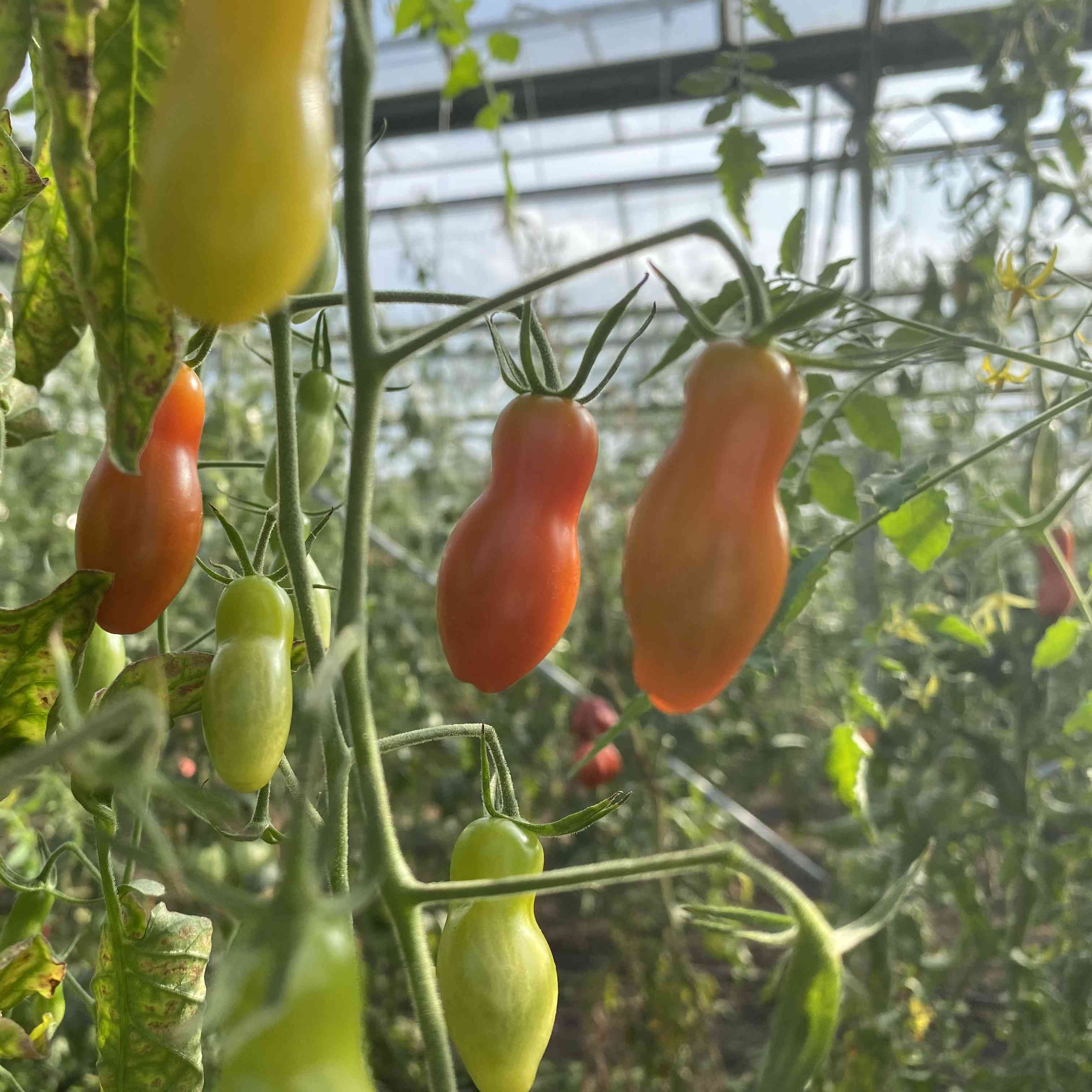 Tomatensaatgut Mikro Birnchen Rot