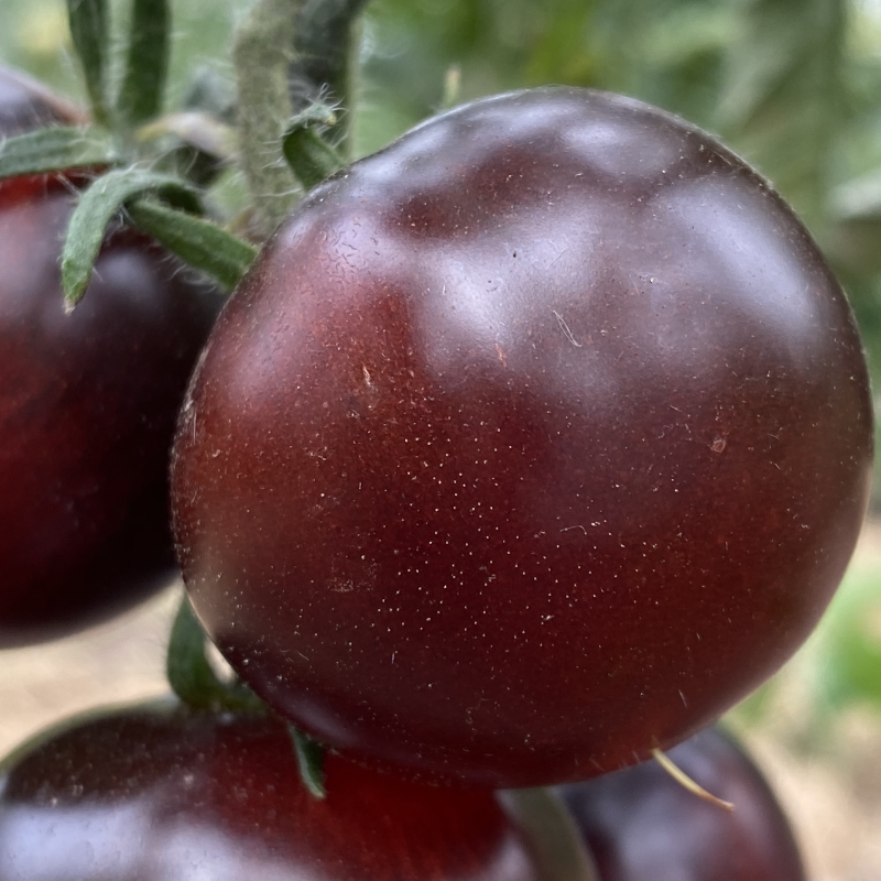 Blau Rote Tomatenrarität