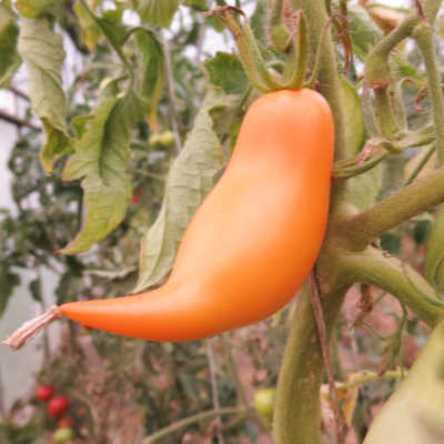 Gelborange Tomatenviefalt mit Geschmack