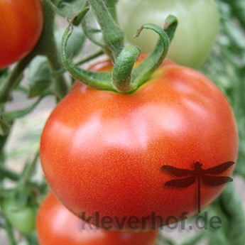 Rote Bio Tomate