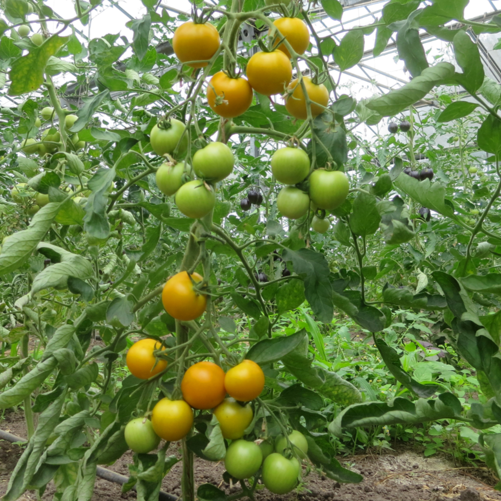 Prallgelbe Tomatenpflanze