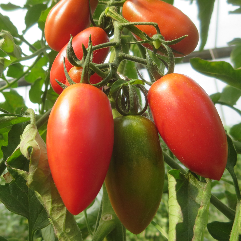 Rote längliche Bio Tomatenvielfalt