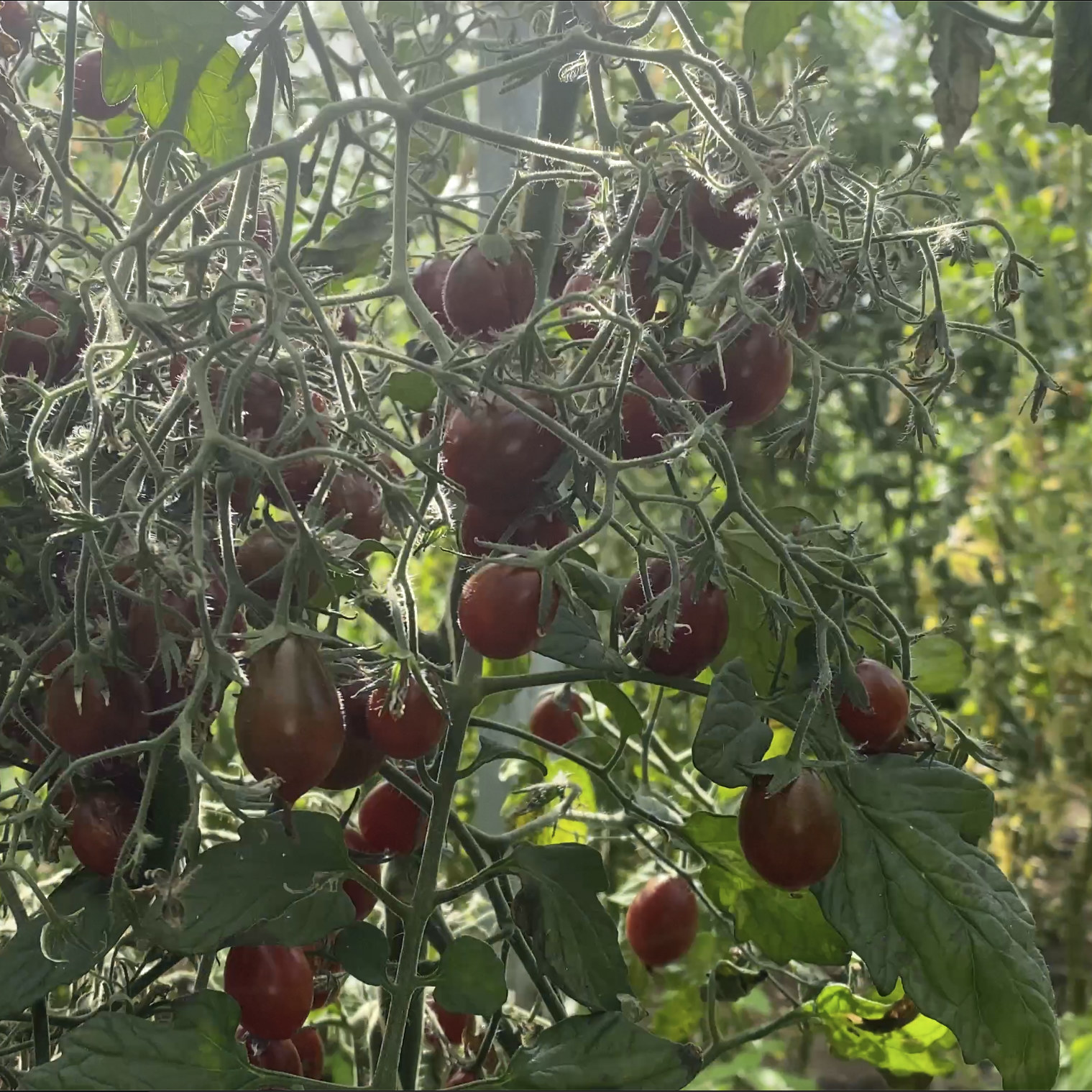 Tomatensaatgut Märchengranat