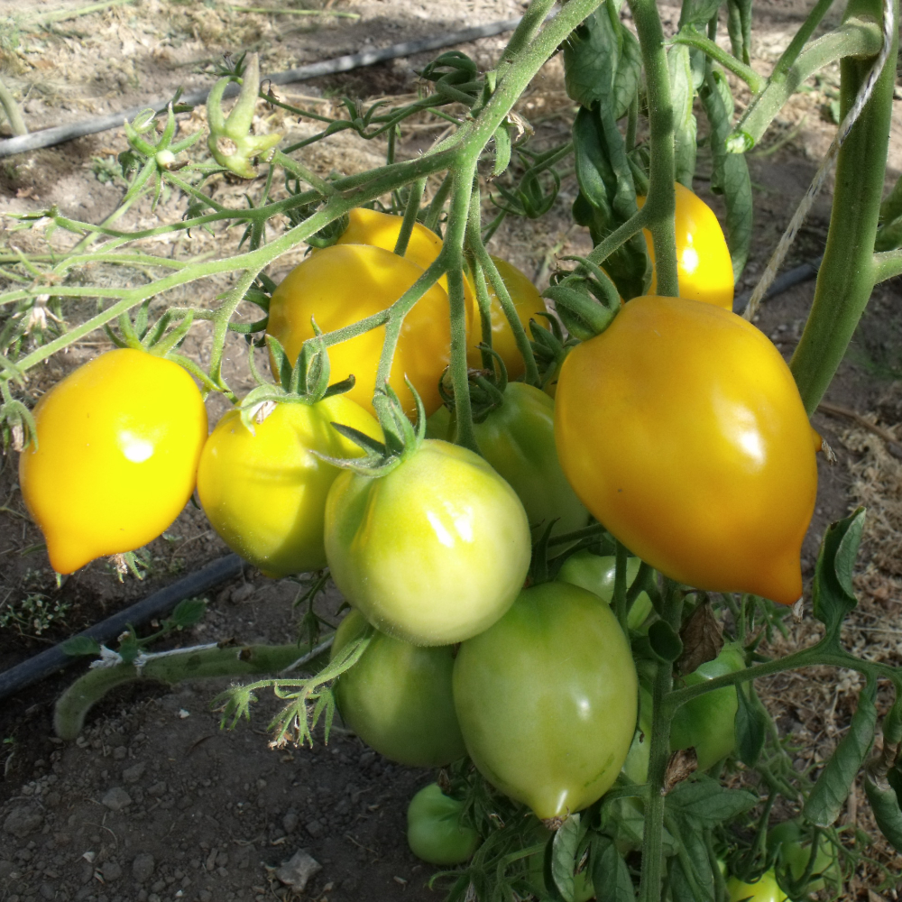 Zitronförmige Tomatenvielfalt