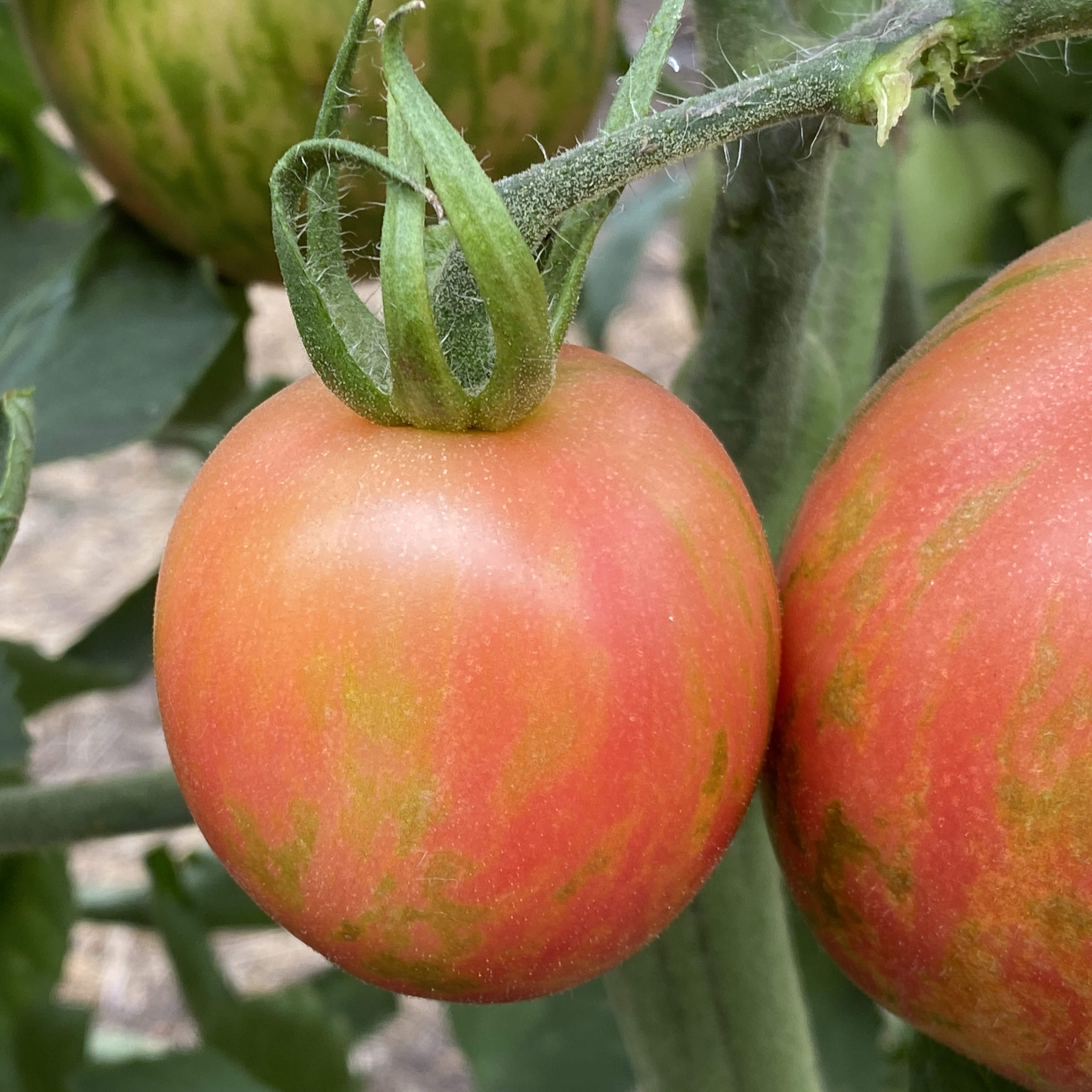 Tomatensaatgut Pink Fury Boar