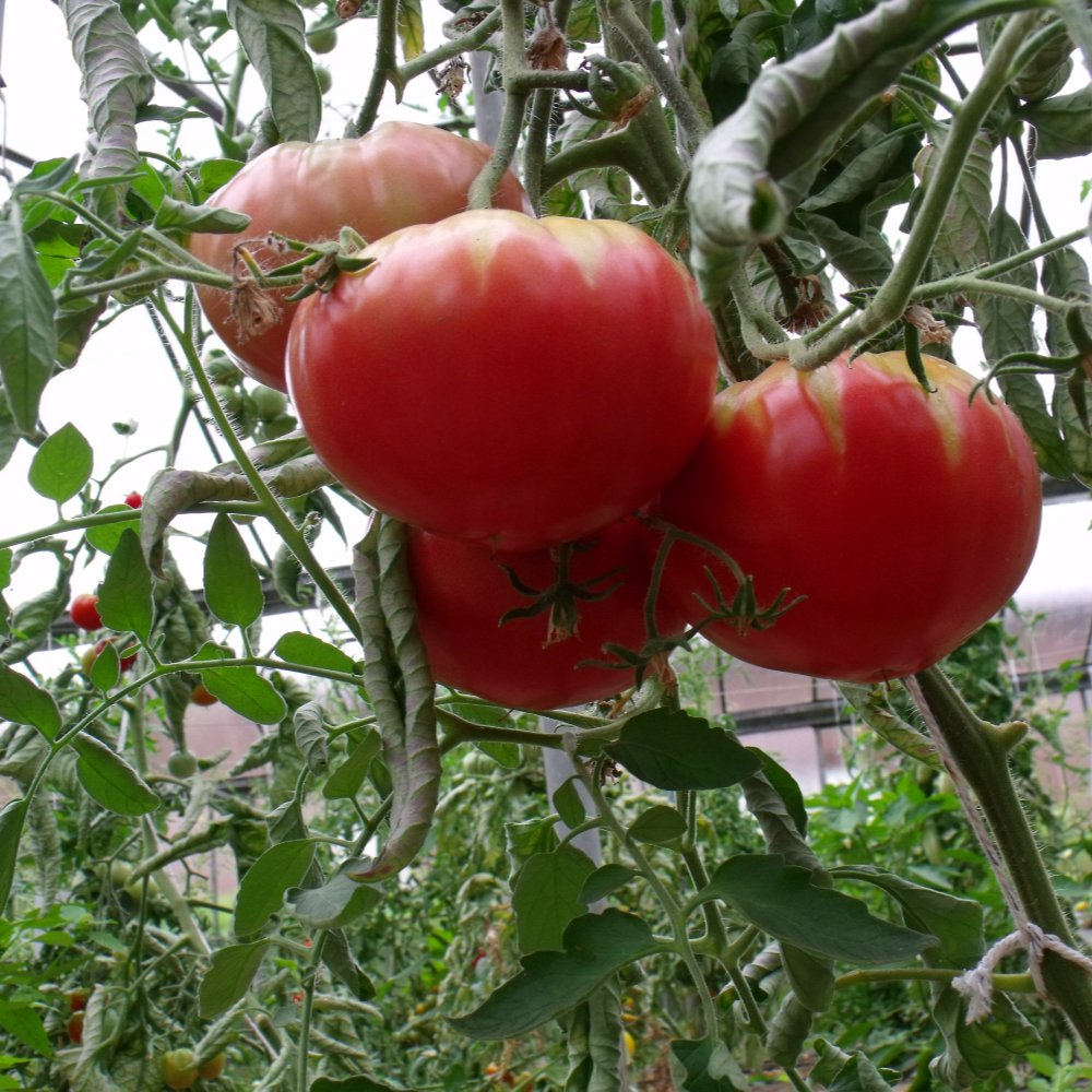 Rote Tomatenpflanze mit gestreifen Kopf