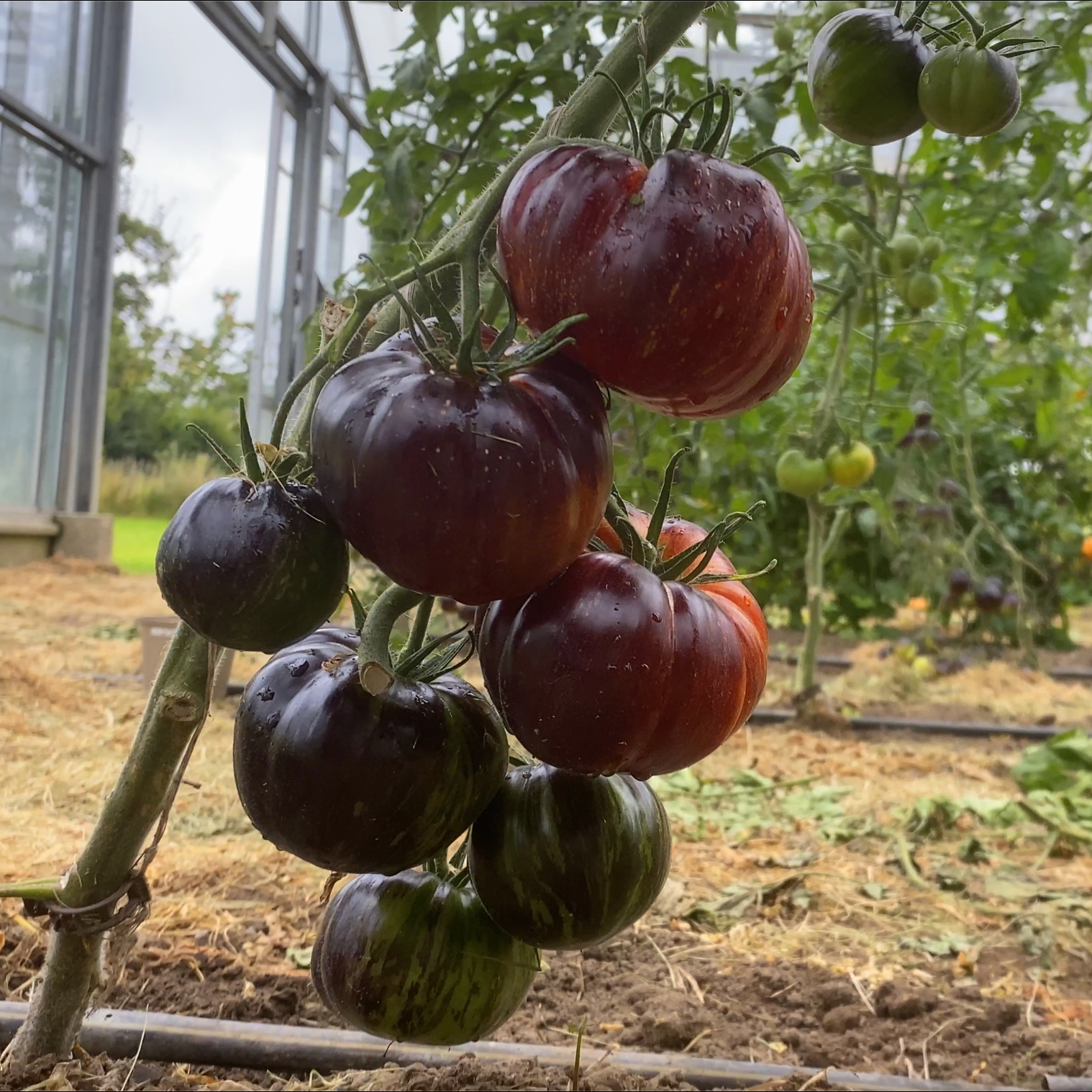 Tomatensaatgut E-Obsidian