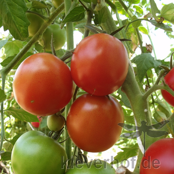 Rote Tomatensaorte