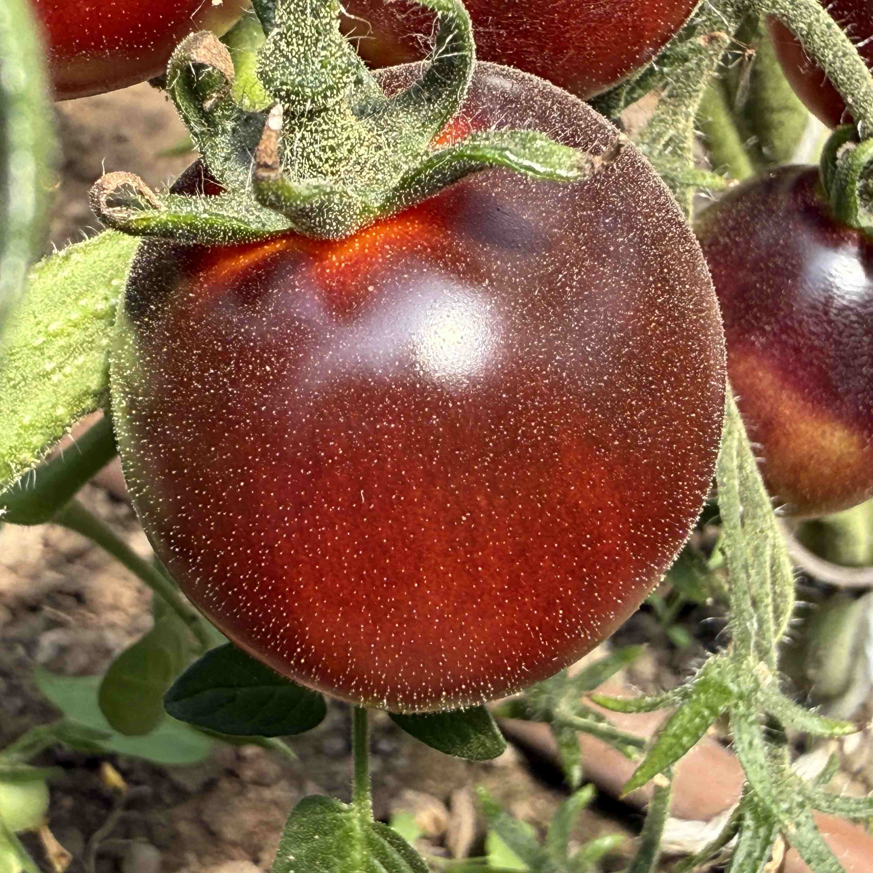 Tomatensaatgut Helsing Junction Blues