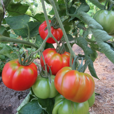 Rote Paradeiser mit tollem Geschmack