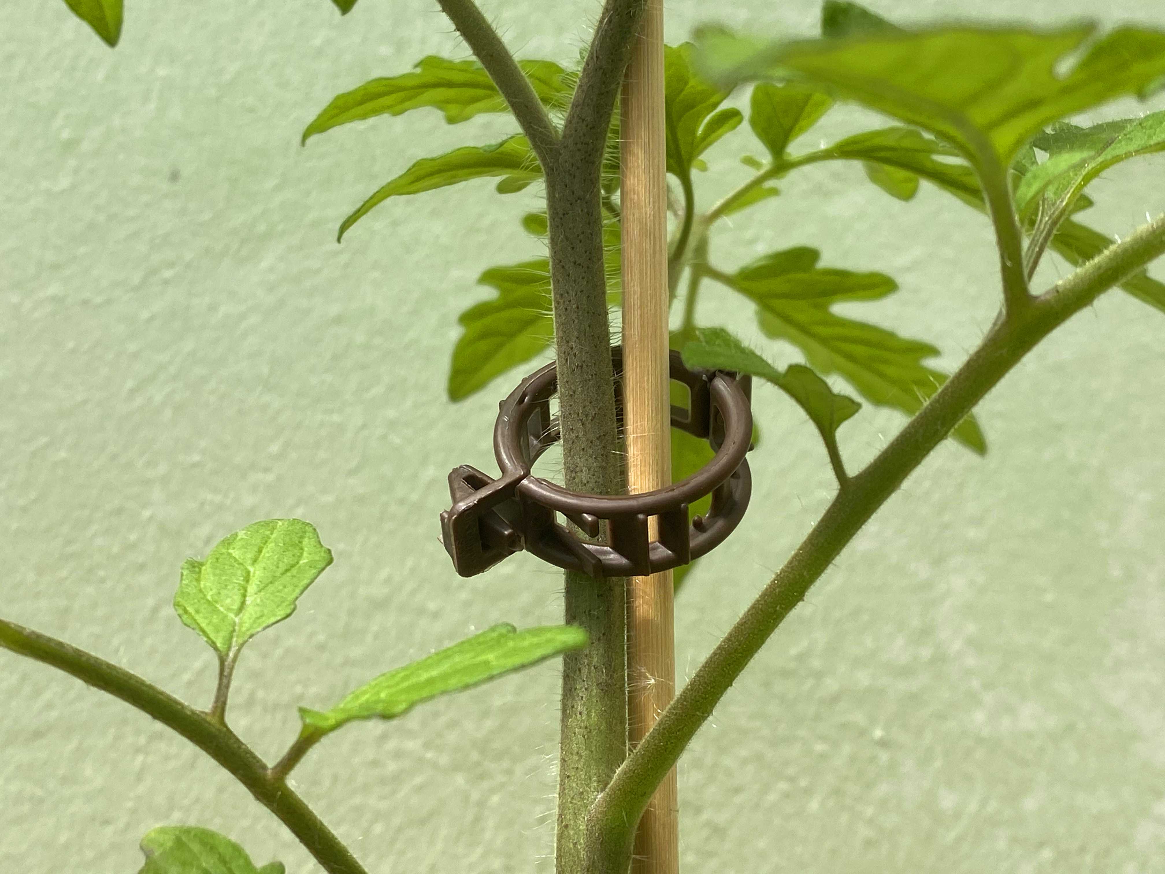 10 x Bambussplit Blumenstäbe 0,5m 