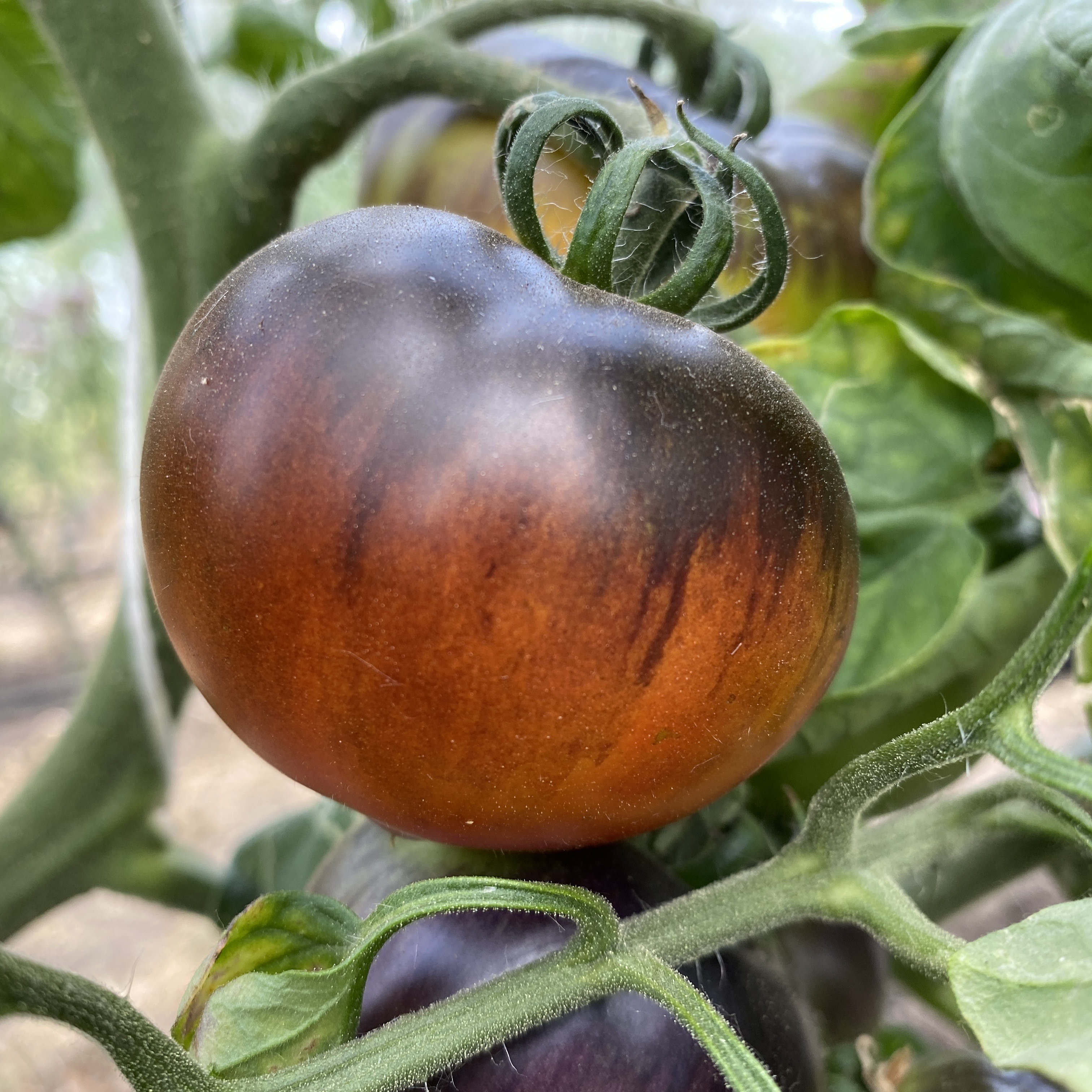 Tomatensaatgut Beautiful Dreamer