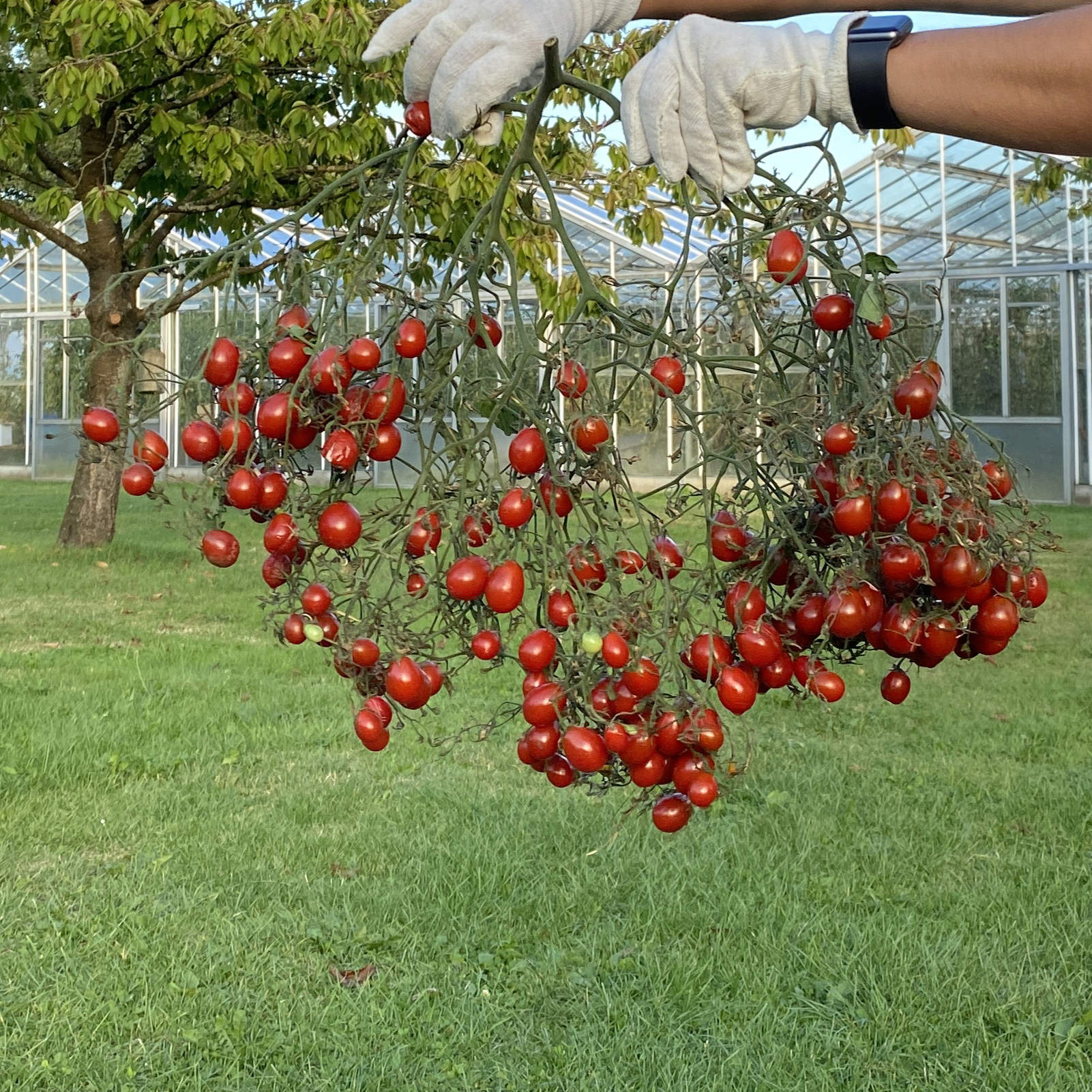 Tomatensaatgut Märchengranat
