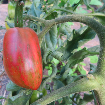 Rot gestreifte Tomatensorte