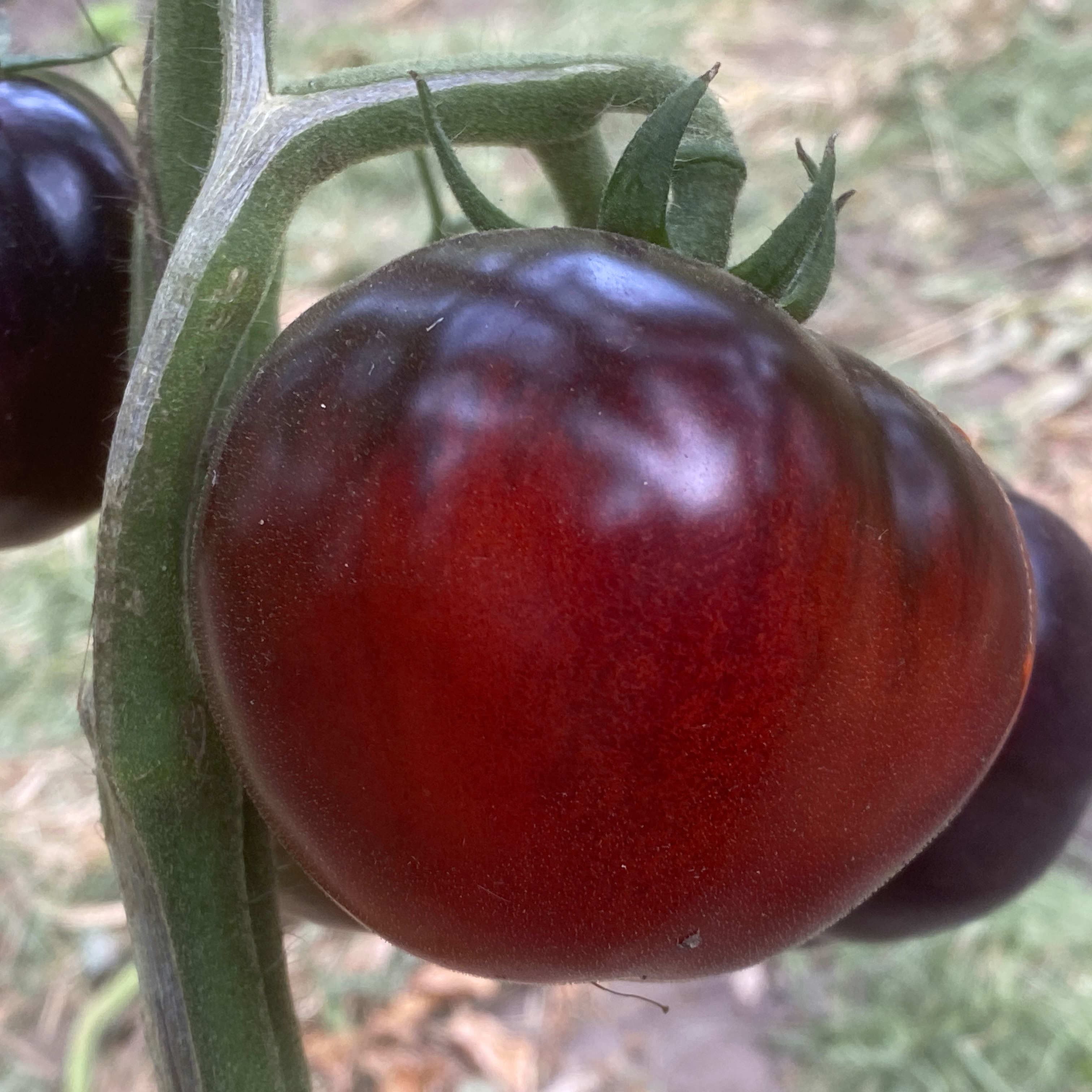 Tomatensaatgut Märchennacht