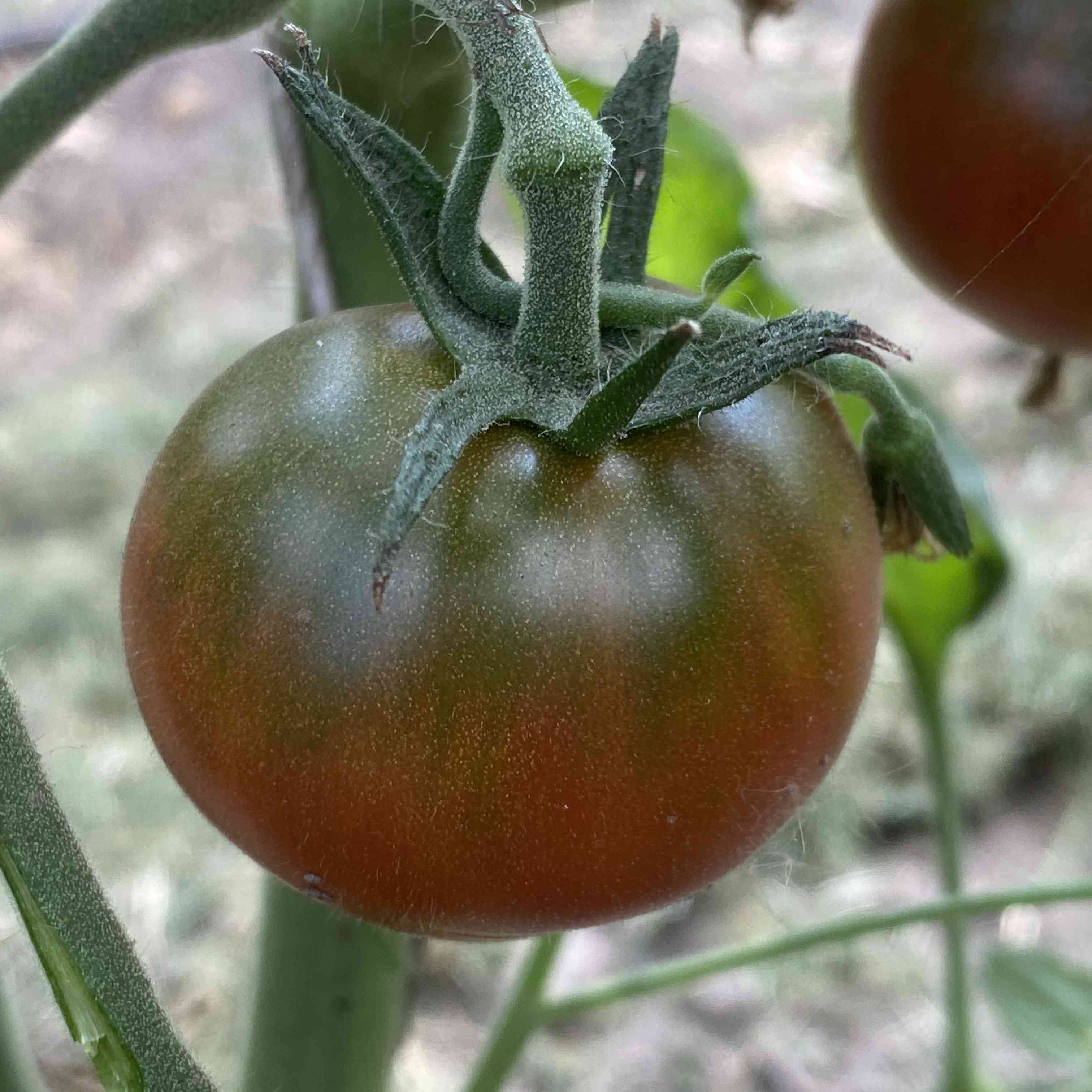 Tomatensaatgut Karma Miracle