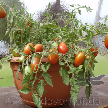 Braun gestreifte Cherry Tomaten vielfalt an einer Rispe