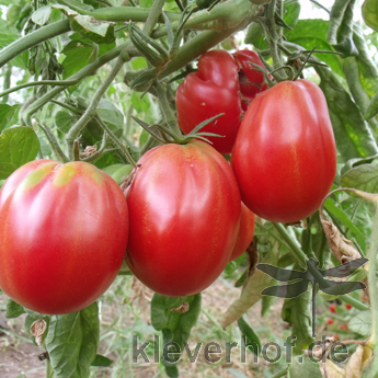 Prall rote Tomate mit wunderbarem GEschmack