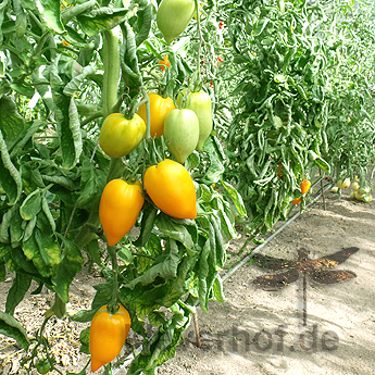Gelbe Tomatenfrüchte mit einer Spitze