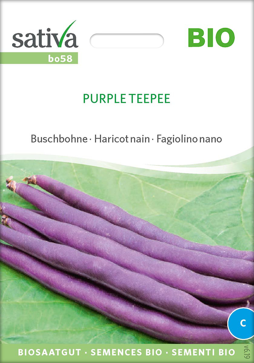 Saatgut Buschbohne Purple Teepee -S- 