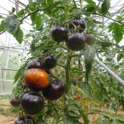 Rote und Blaue Tomatenfrucht mit Grünen und Orangen Streifen