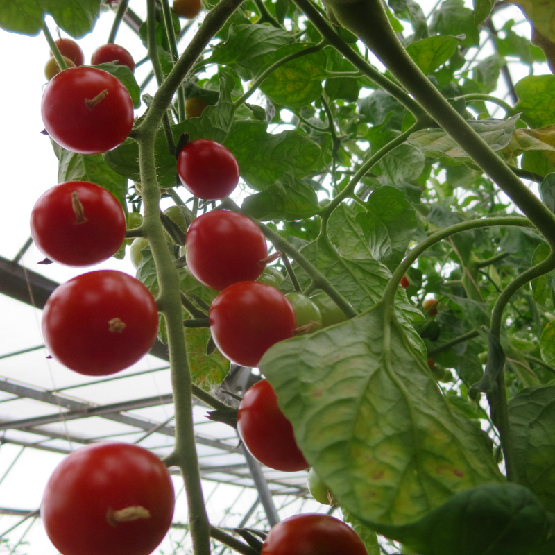 Rote Cherry Tomatenfrüchte mit Geschmack