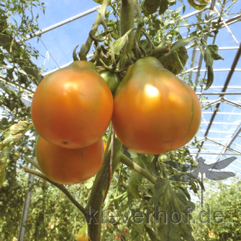 Gelbe Tomatenfrucht in Birnenform