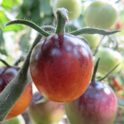 Orange/Blaue Tomatenrarität 