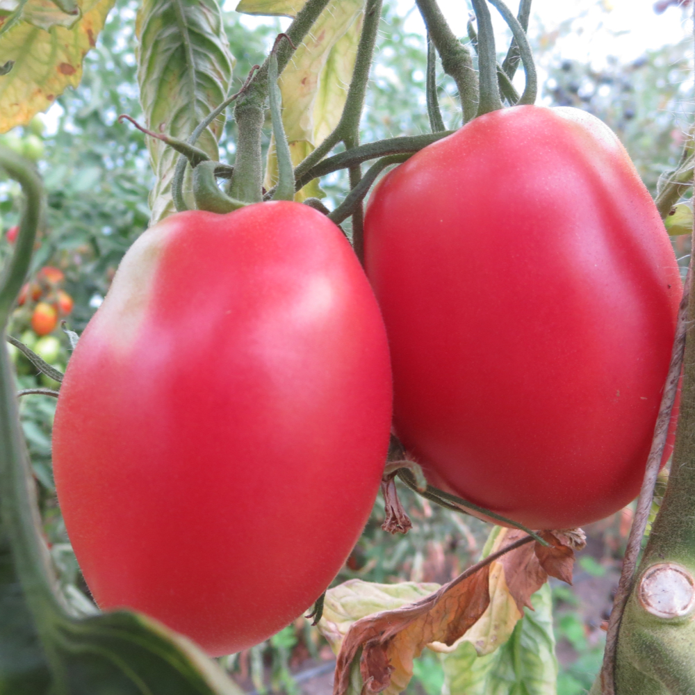 Längliche Rote Tomatenpflanze