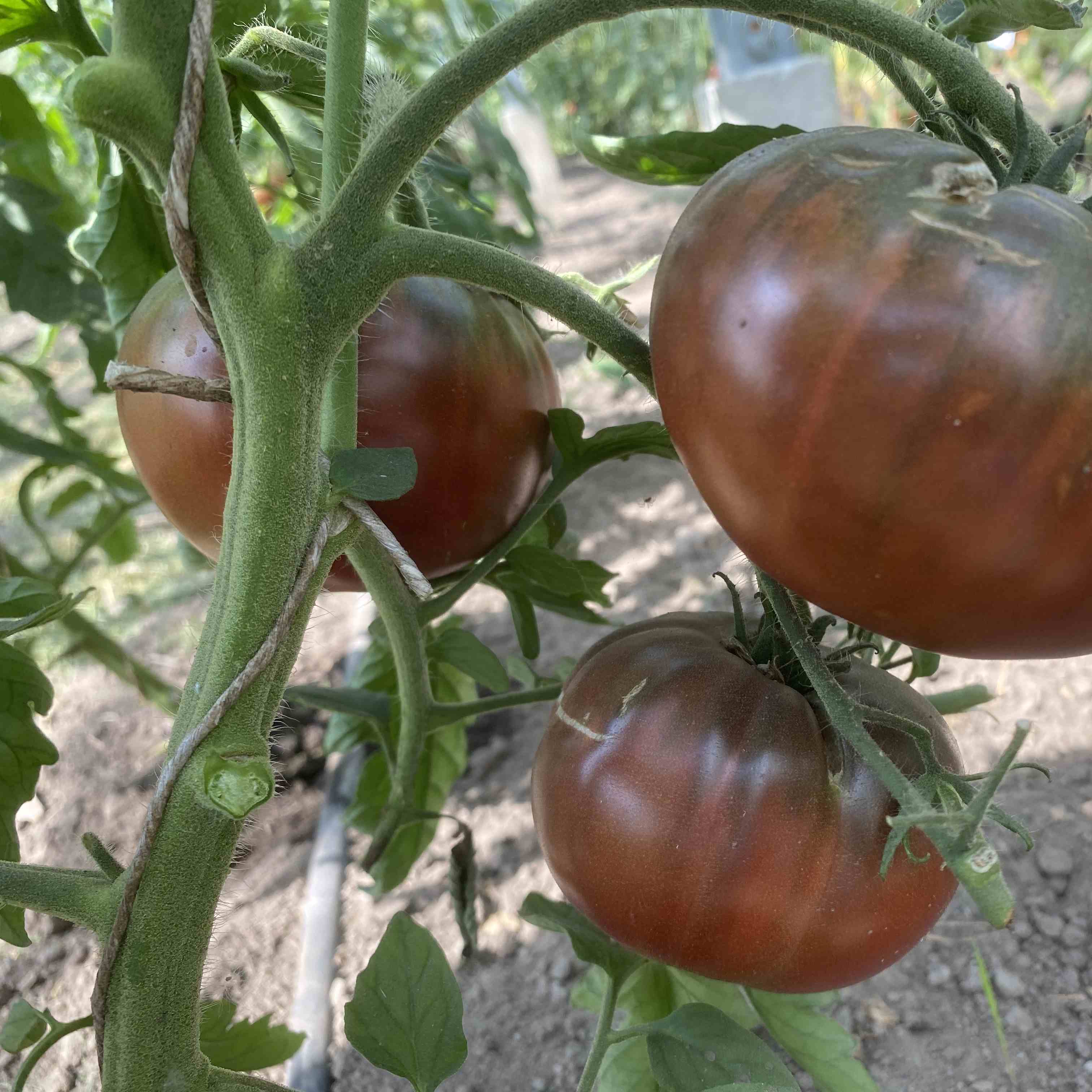 Tomatensaatgut Cuban Black