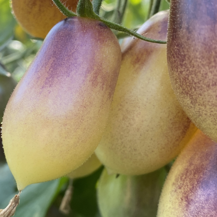 Blau und Weiße Geschmackvolle Tomatenrarität