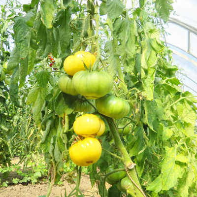 Glebe außergewöhnliche Tomatenfrucht