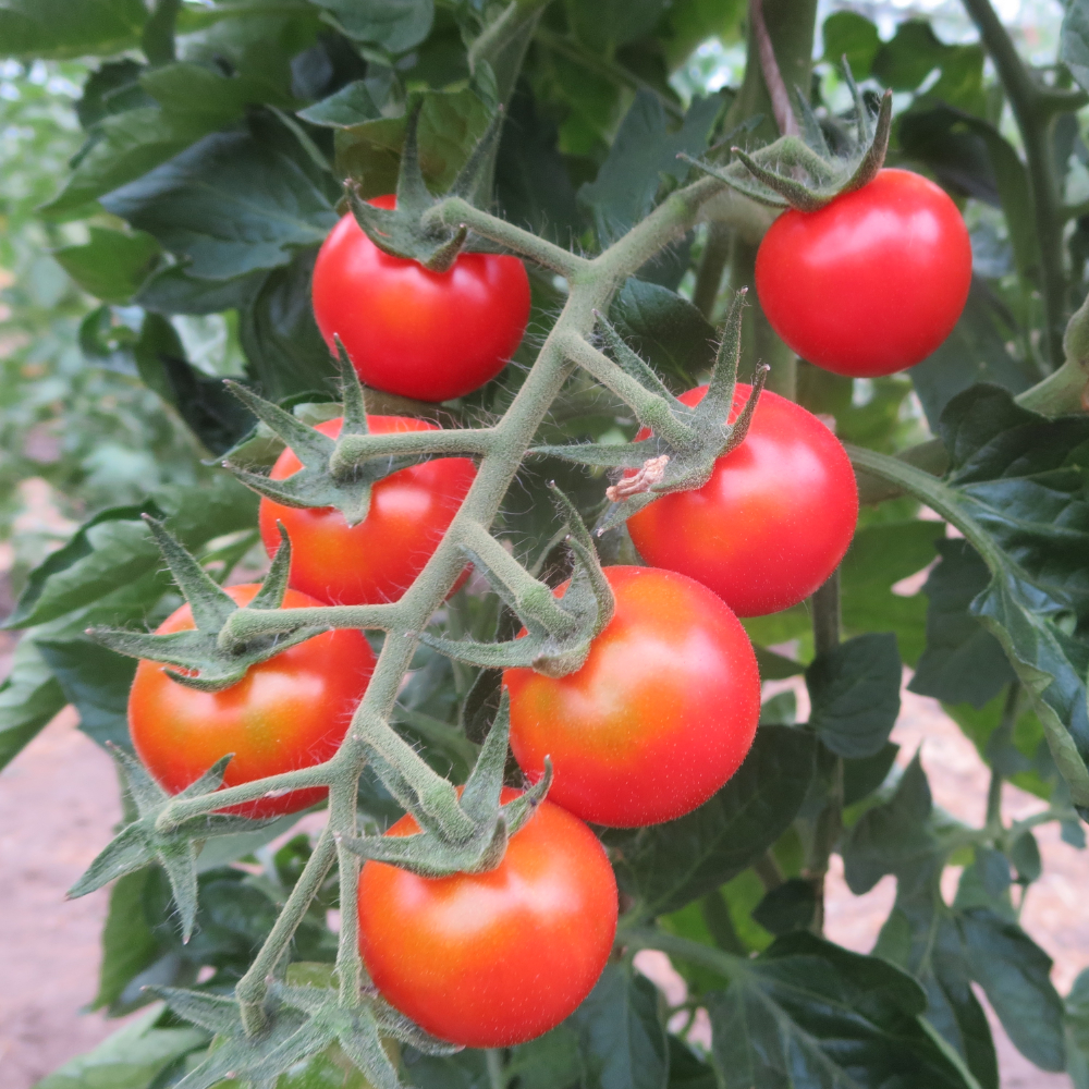 Roter Tomatenstrauch