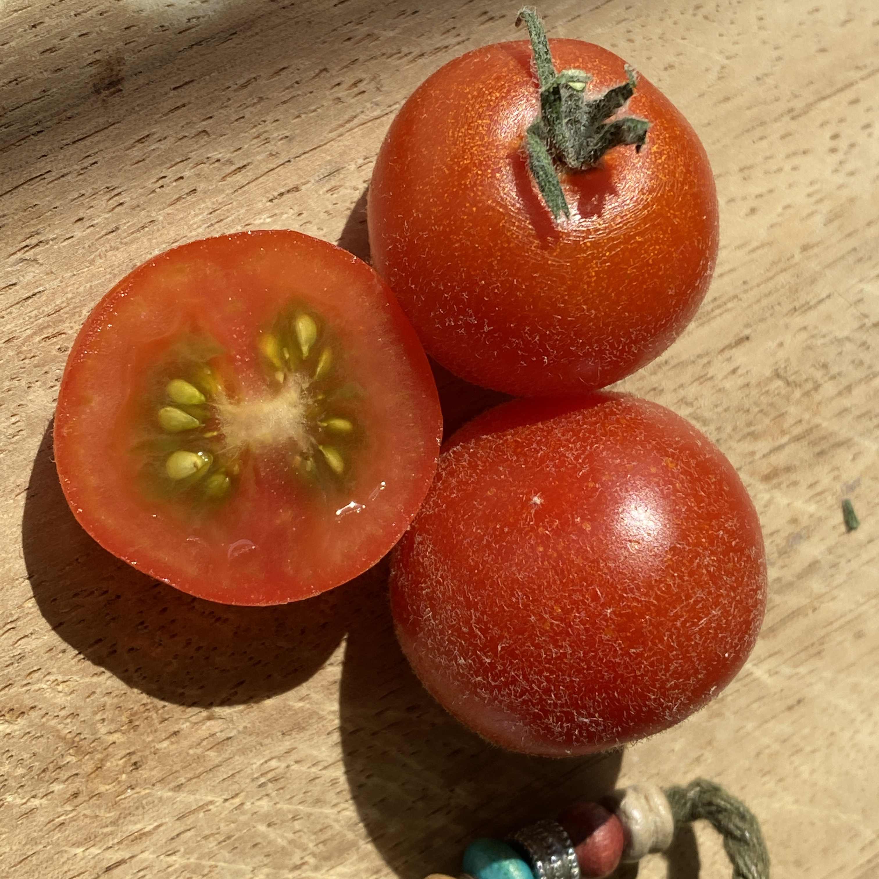 Tomatensaatgut Angora Super Sweet