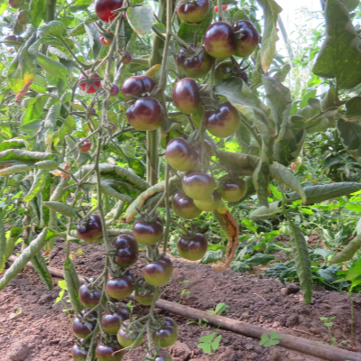 Rot/Violette Tomatenrarität