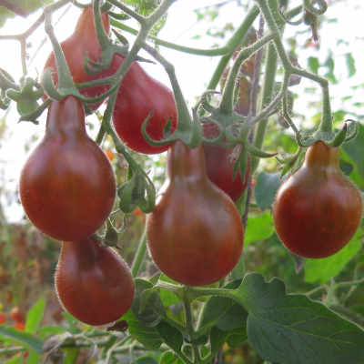 Rot/Braune Tomatenfrucht in Birnenform