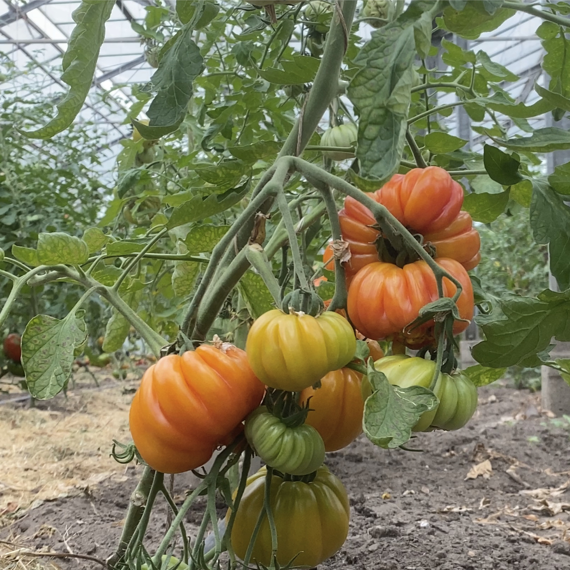 Tomatensaatgut Märchenfeuer