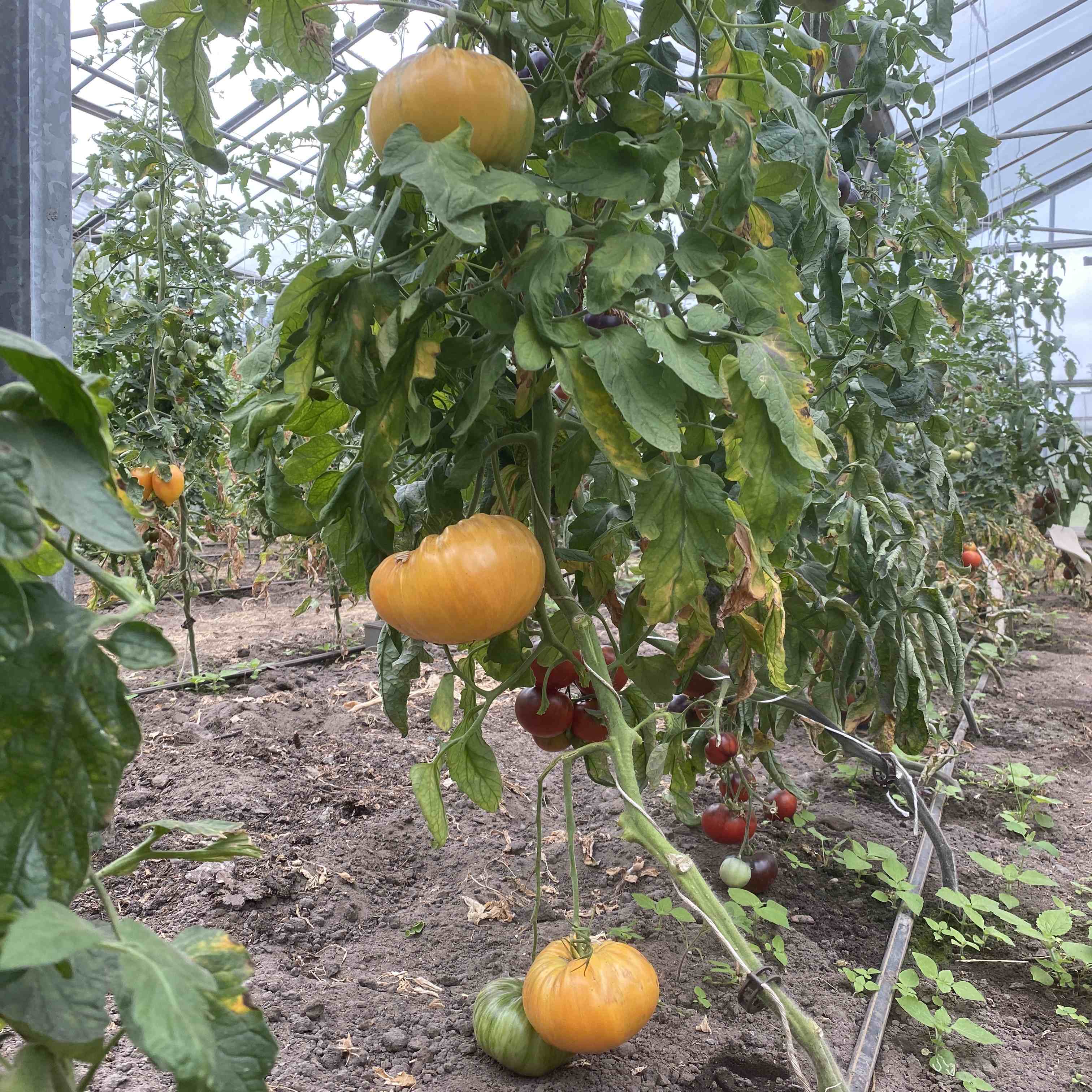 Tomatensaatgut Orange Jazz