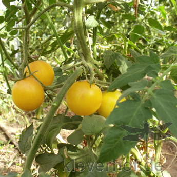 Gelbe Tomatenfrucht mit außergewöhnlichem Geschmack