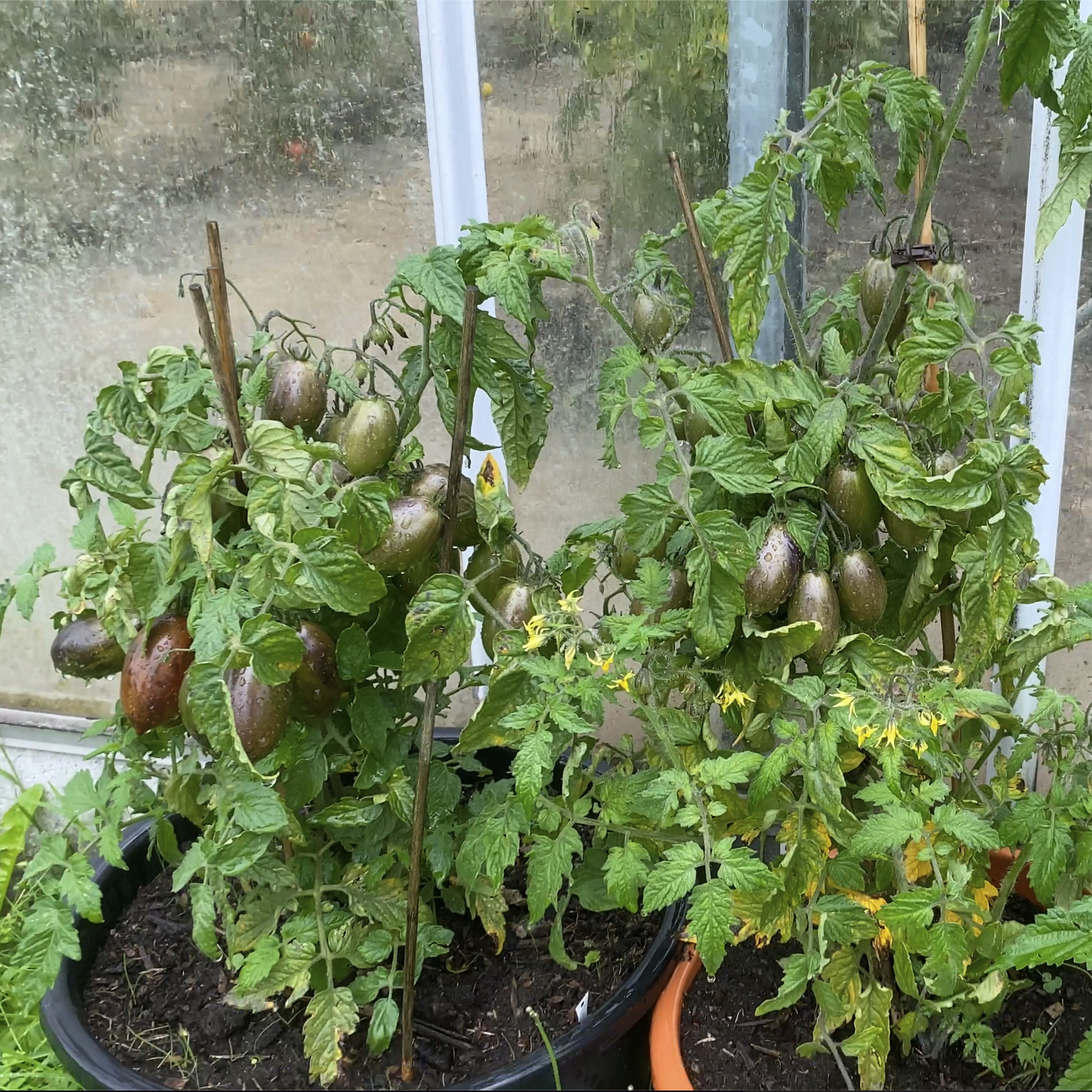 Tomatensaatgut E-Glut