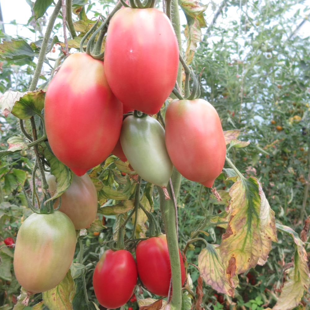 Längliche Rote Tomatenpflanze