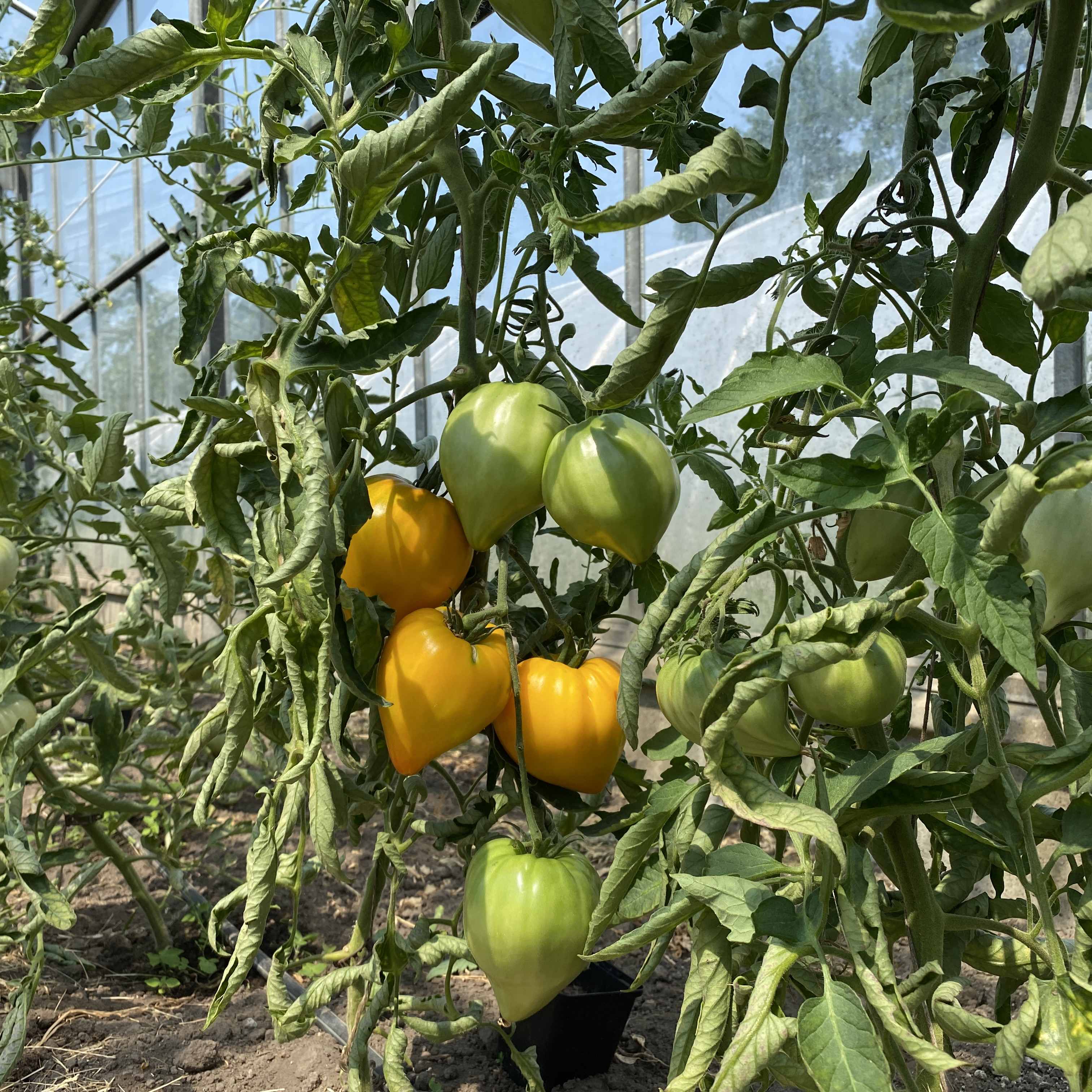 Tomatensaatgut E-Tornado