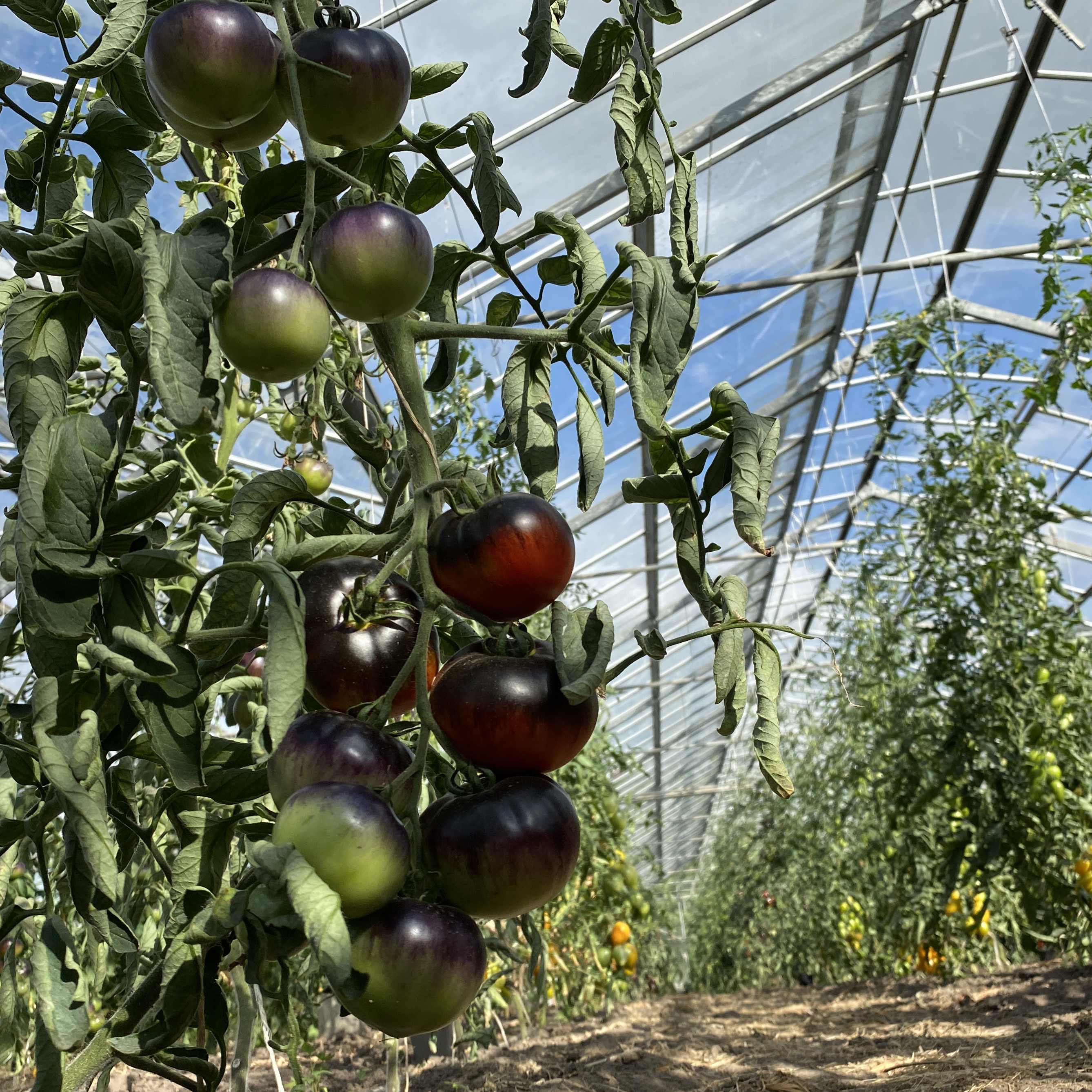 Tomatensaatgut Nicht Blue Angel 
